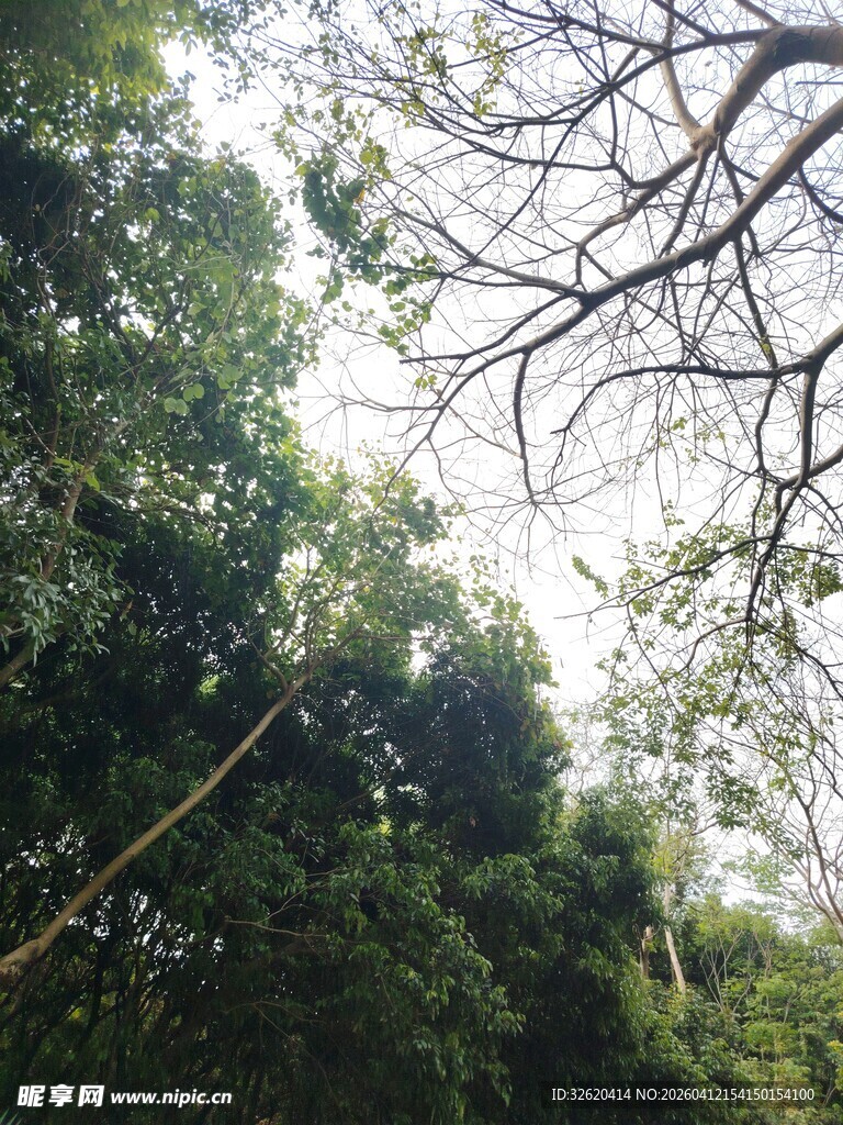 茂密树林中的交错树枝