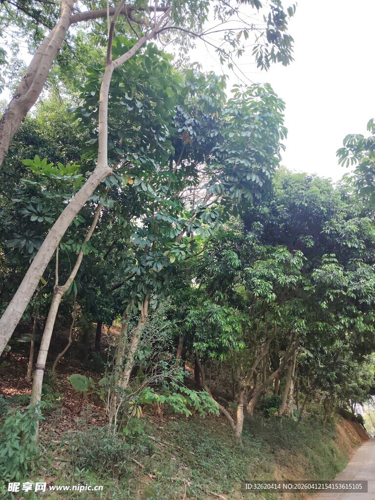 林间小道旁的繁茂绿树