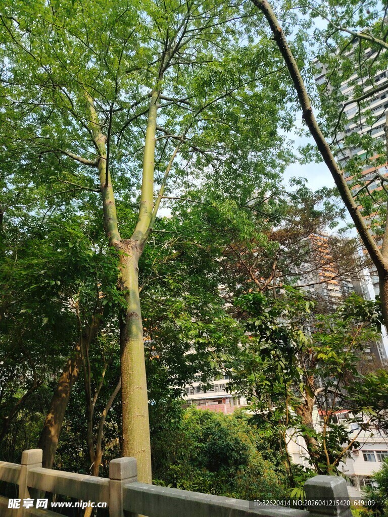 公园中的挺拔绿树