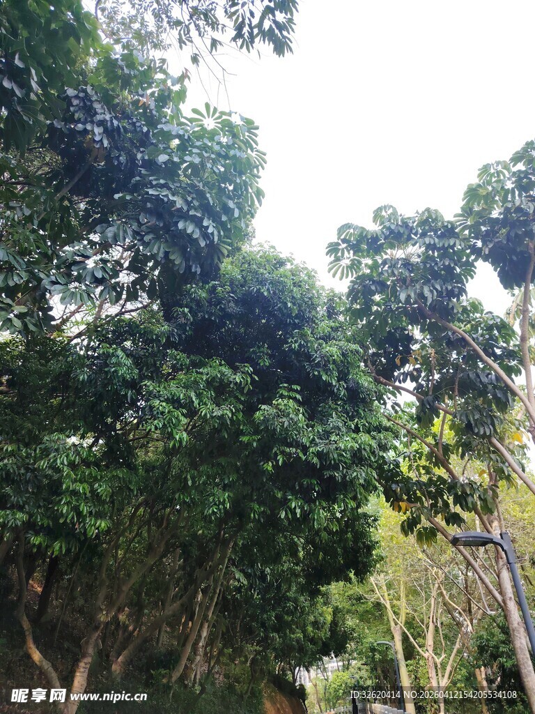 繁茂树林中的绿意景致