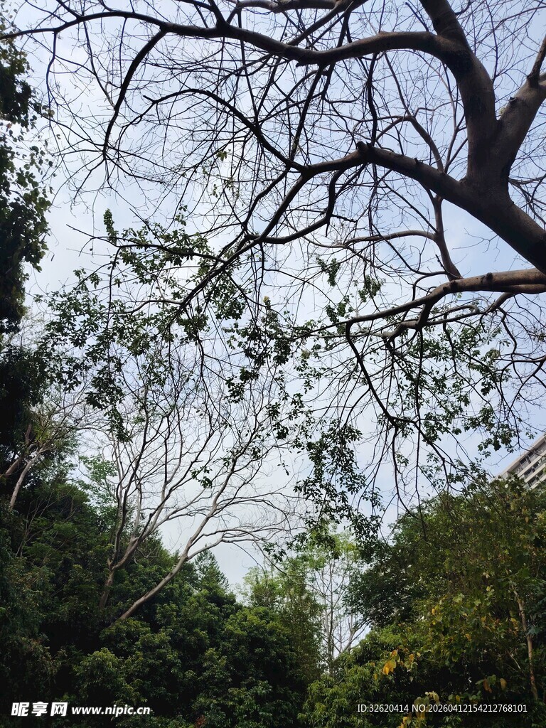 林间繁茂树枝与天空景象