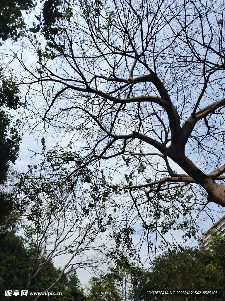 树枝伸展于天空之下