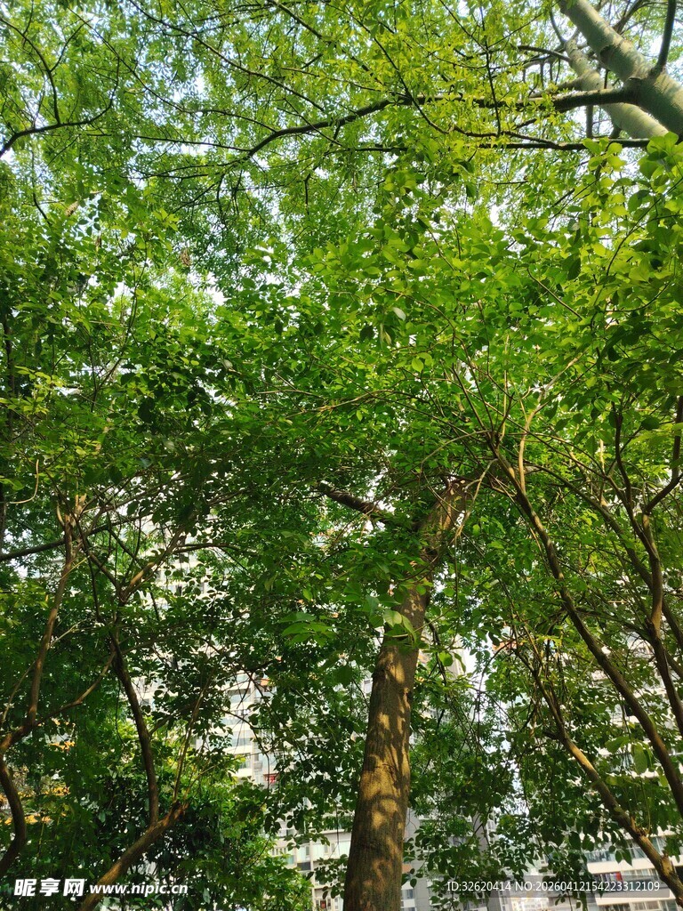 茂密绿树展现盎然生机