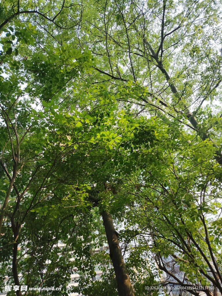 茂密树林中的葱郁树冠