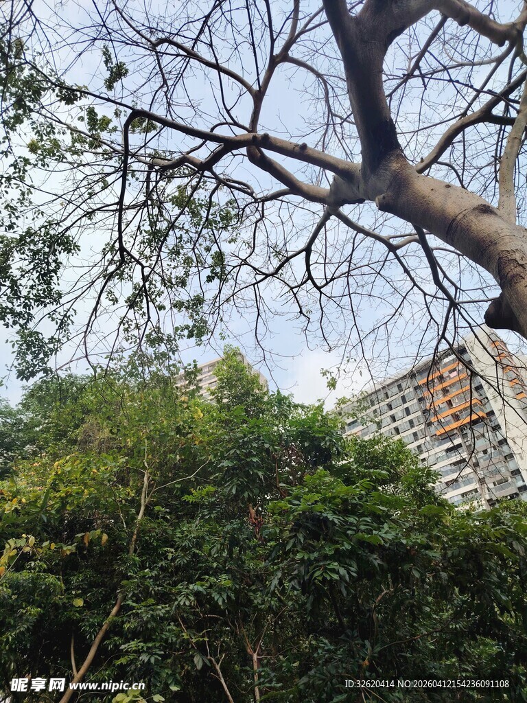 城市中繁茂树木与高楼