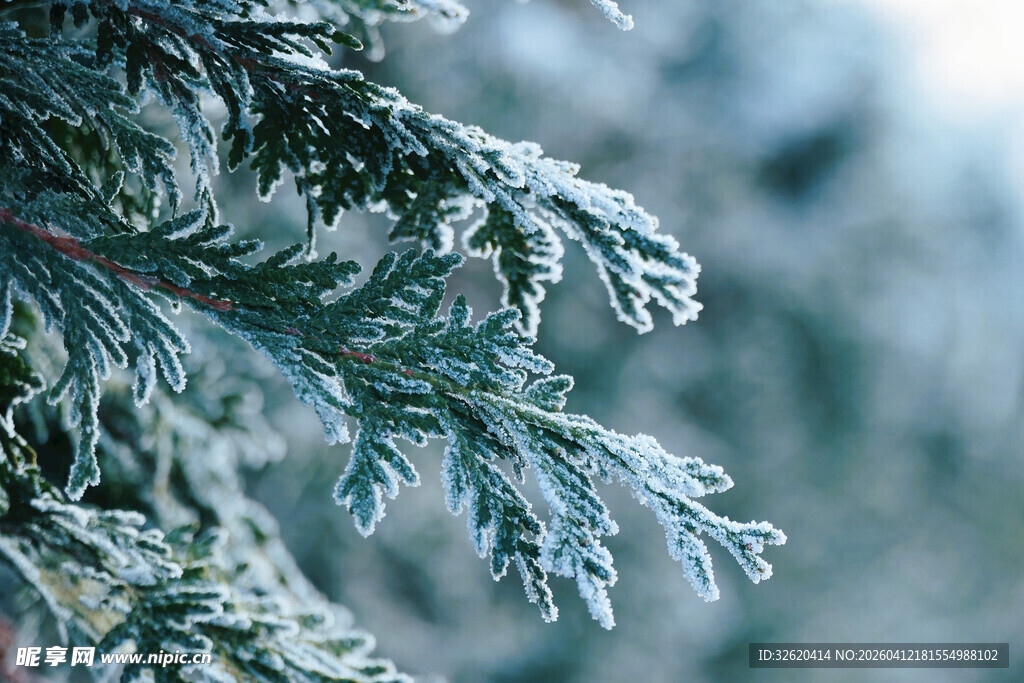 覆霜的松针
