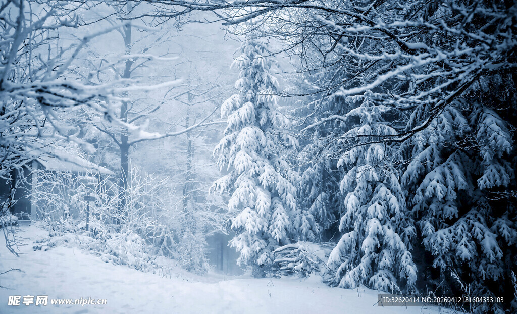 冬日雪景中的静谧森林