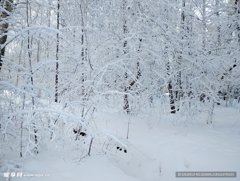 冬日雪景中的静谧树林