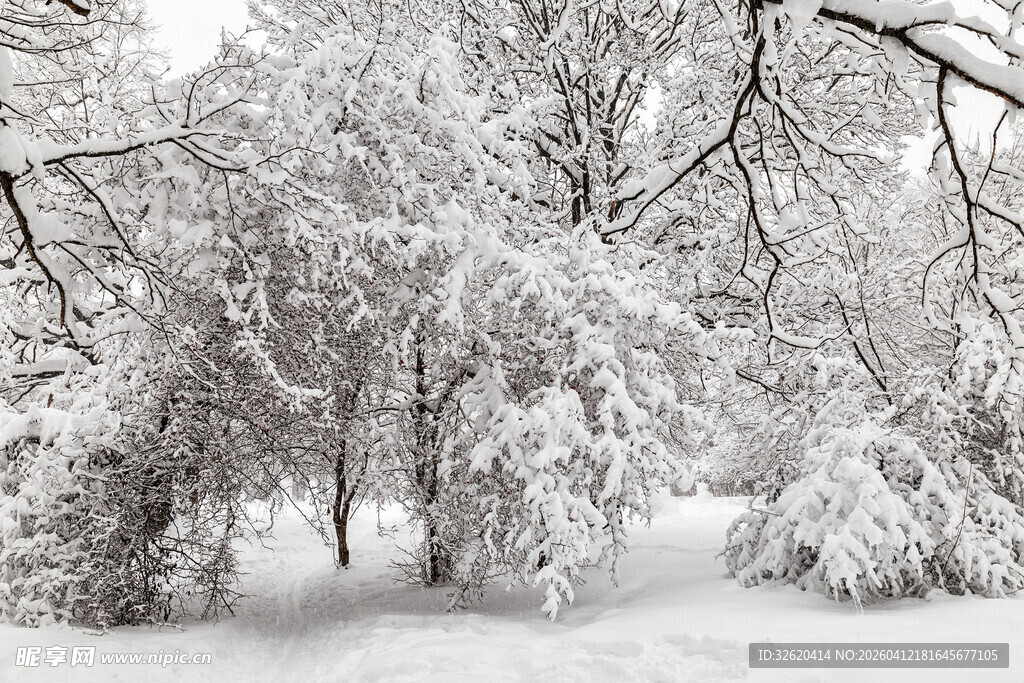 雪后树林雪景图