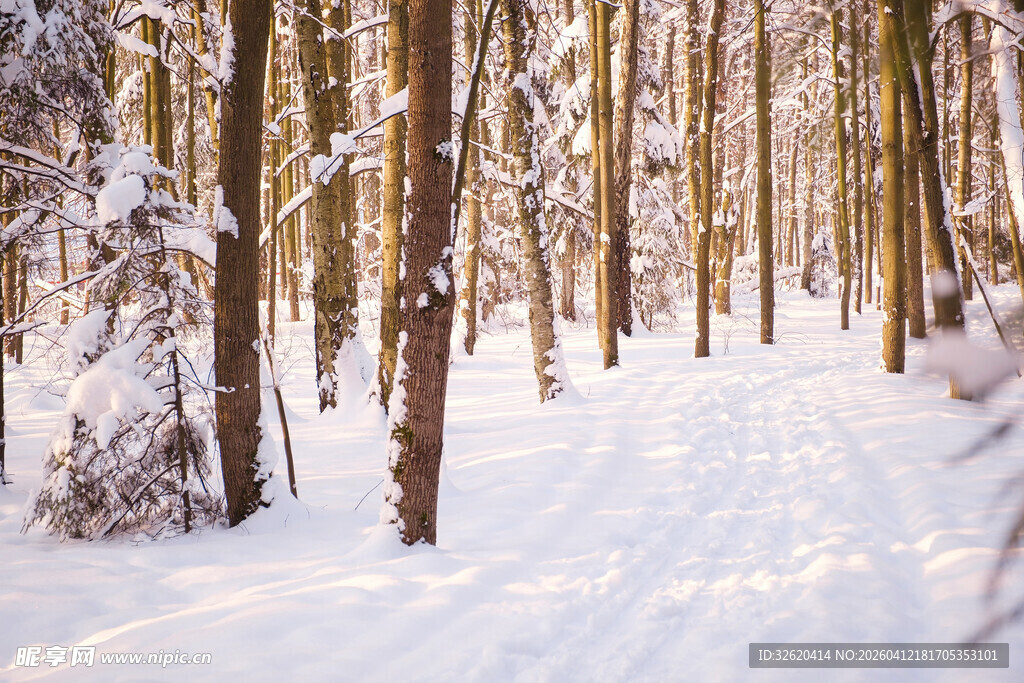 雪覆林间小径