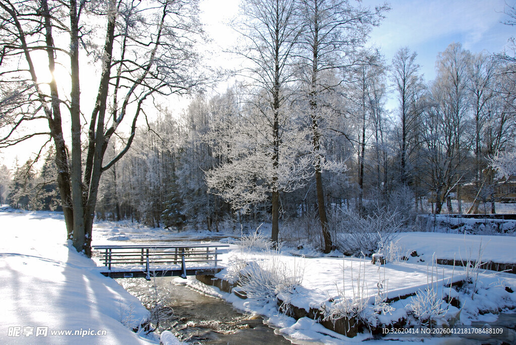 冬日雪覆树林静谧美景