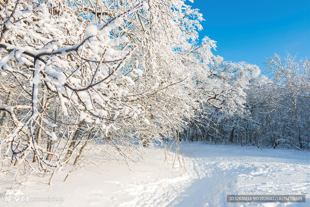 冬日雪景林间小路