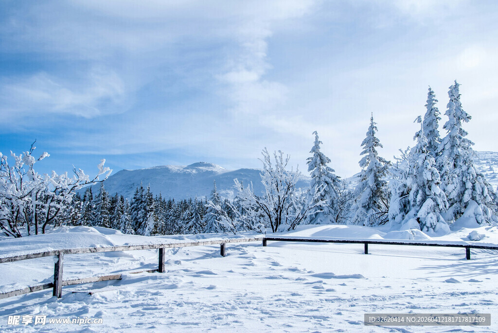 冬日雪景中的静谧林间