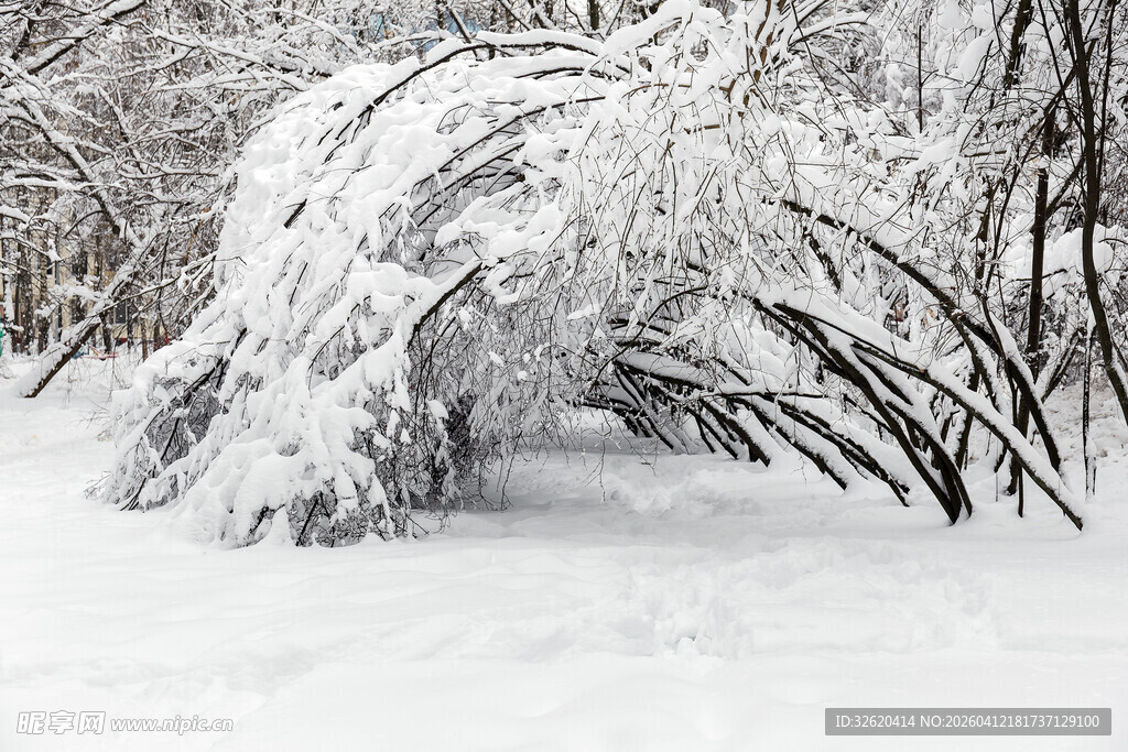 雪覆树枝的冬日美景