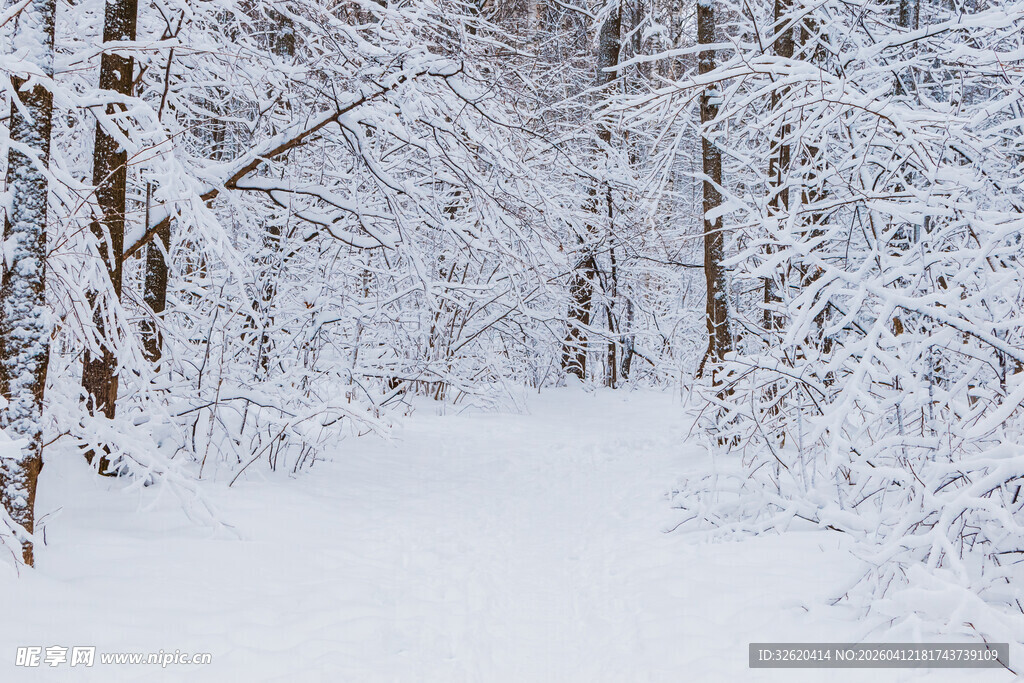 冬日雪覆林间小道