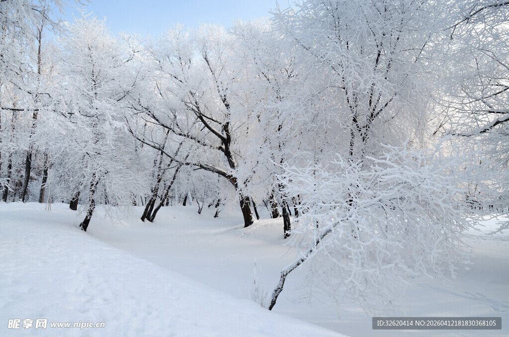 冬日雪景中的银装素裹树林