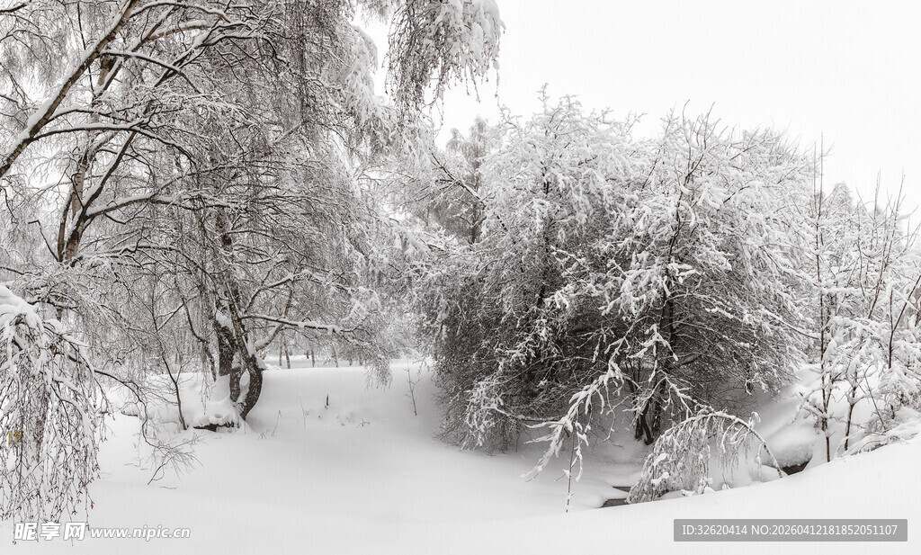 冬日雪景中的静谧林间小道