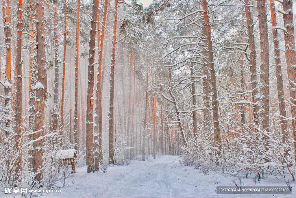 冬日雪覆松林静谧美景