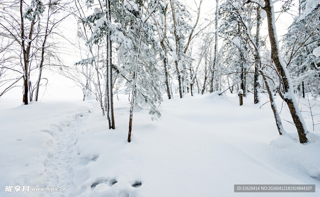 雪覆树林的静谧冬日景象