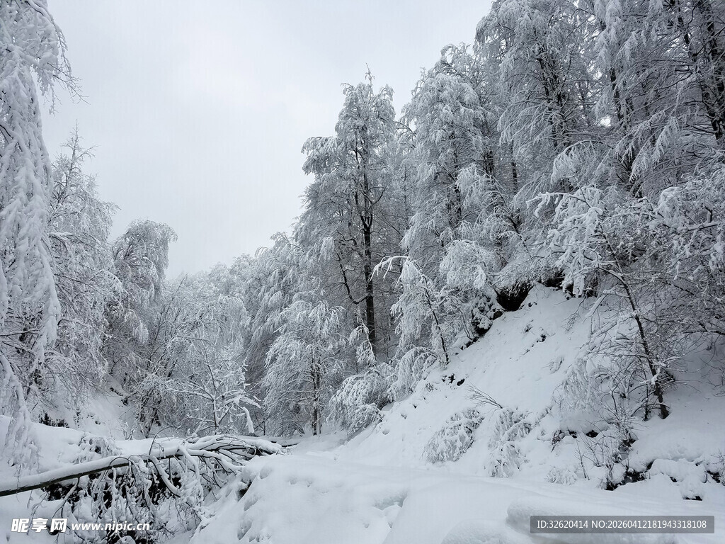 雪覆山林间的静谧雪景