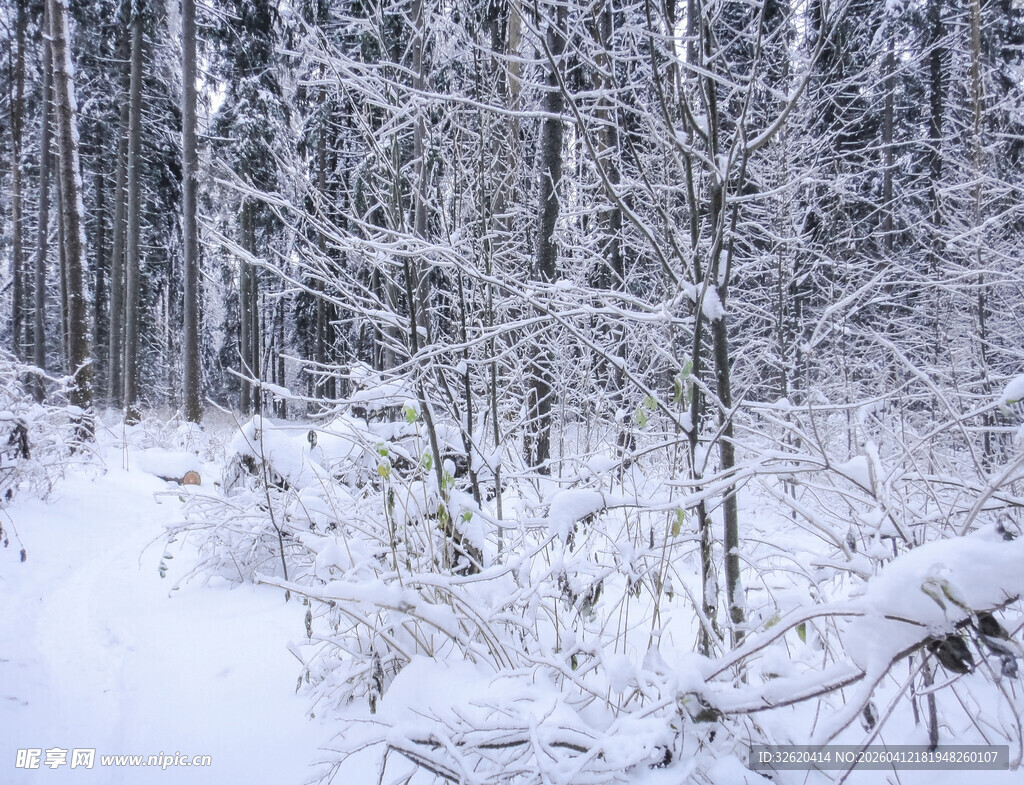 冬日雪林