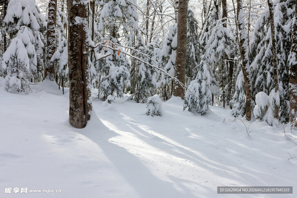 冬日雪林