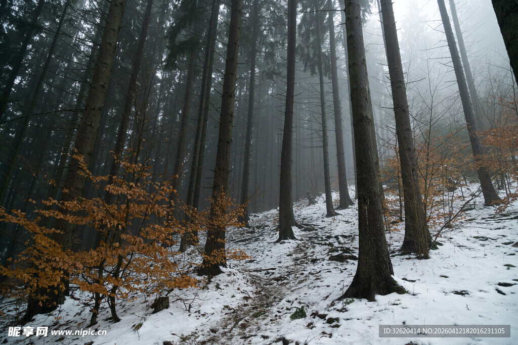 雪覆森林的静谧冬日景
