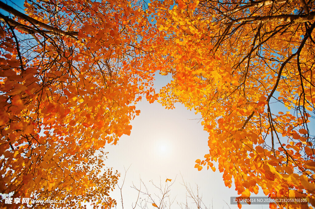 秋日仰拍绚烂斑斓树叶