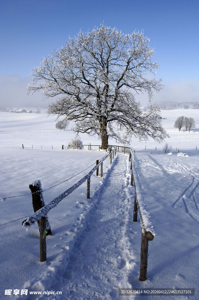 冬日旷野中孤树雪景