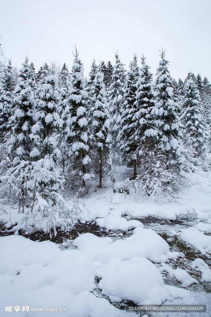 冬日雪覆松林美景