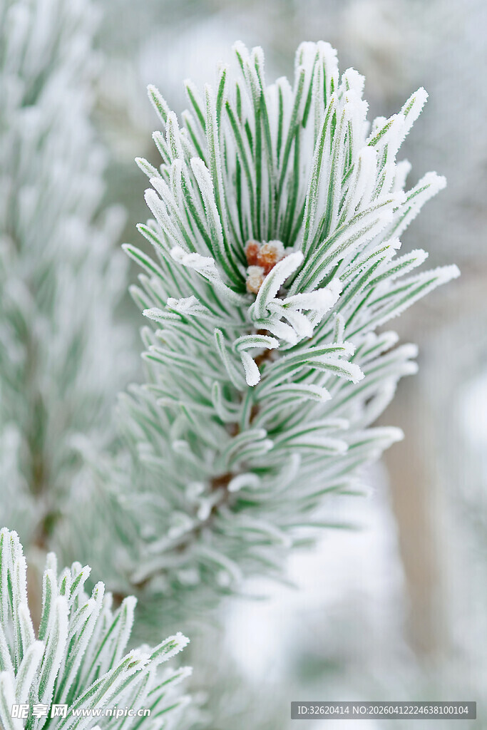 覆霜松枝特写