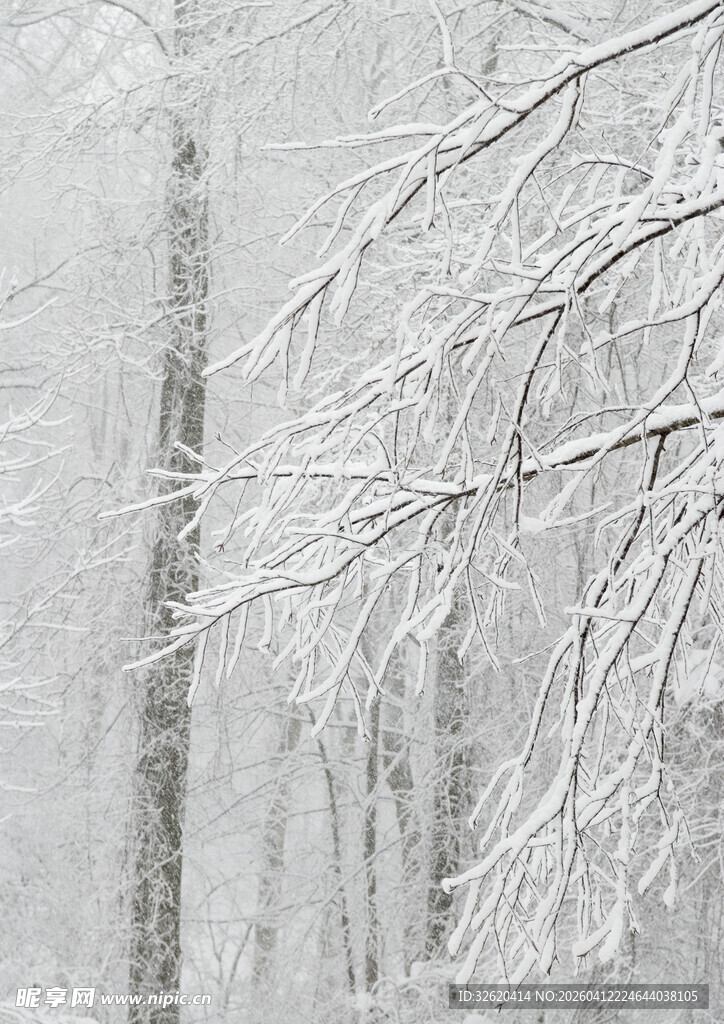 雪覆树林的静谧冬日景象