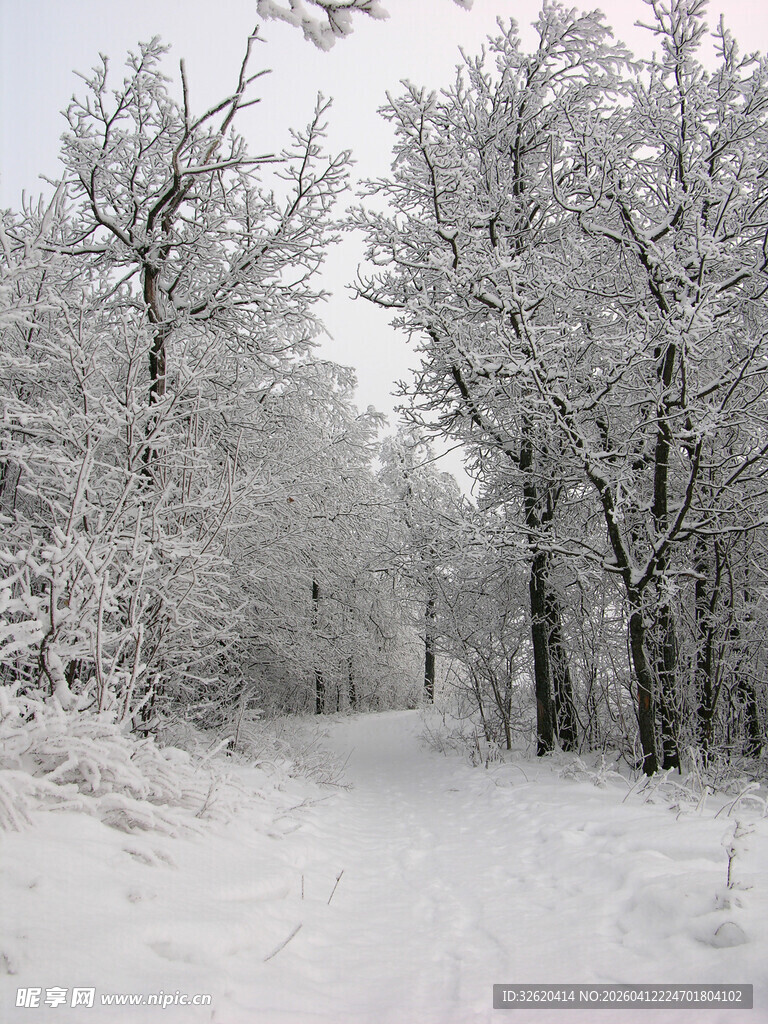 冬日雪覆林间小道