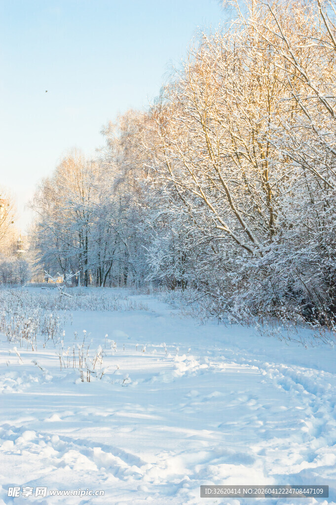 冬日雪林美景