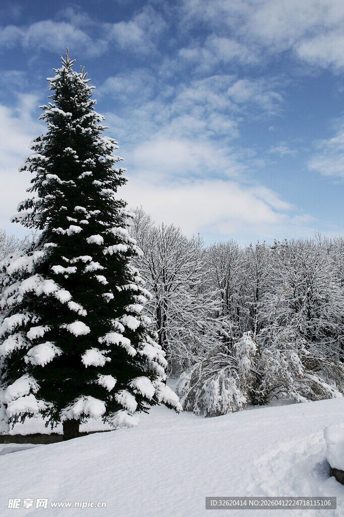 冬日雪景中的挺拔雪松