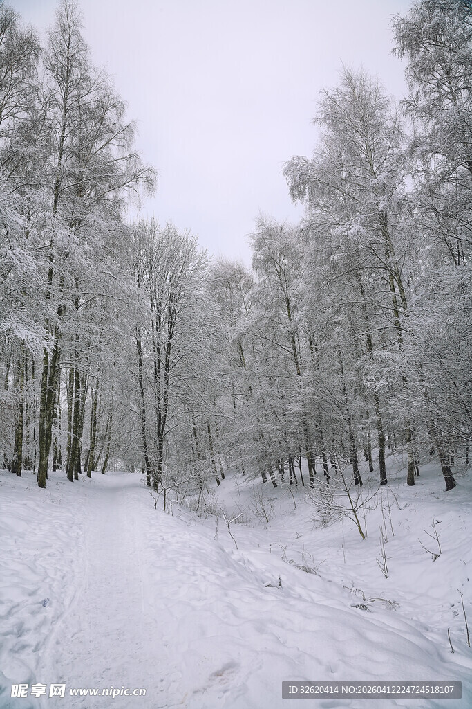 冬日雪景中的静谧林间小道