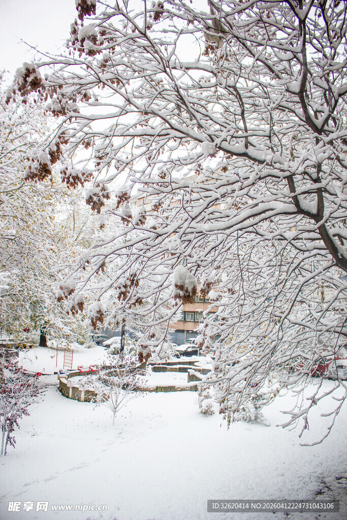 雪覆树木的冬日美景