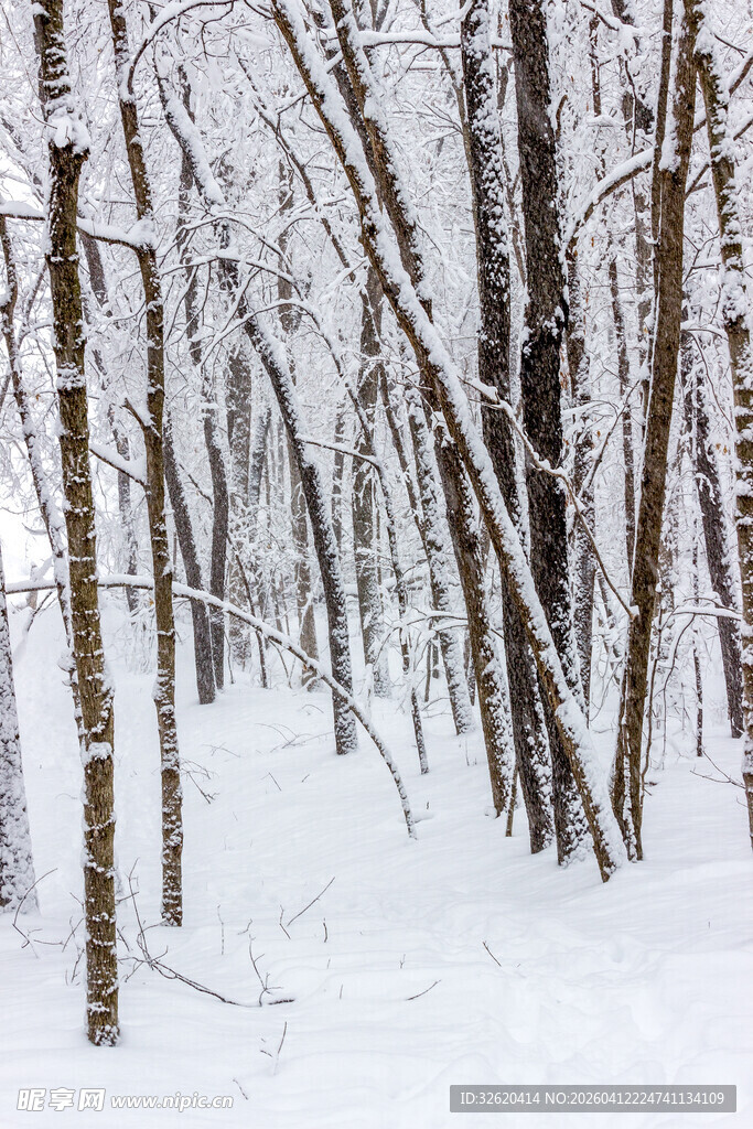 冬日雪覆树林美景