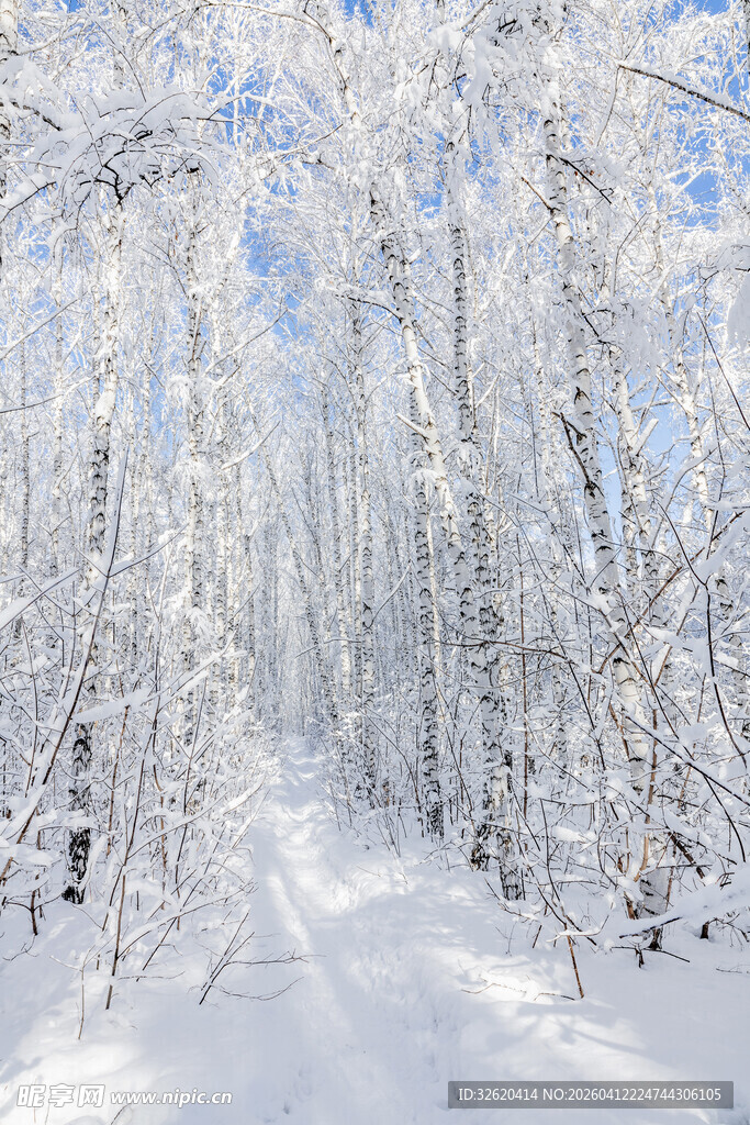 冬日雪林美景