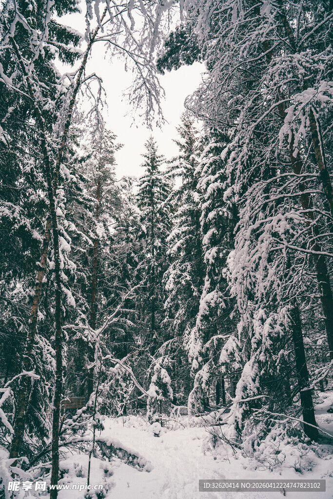 雪覆森林冬日静谧景象
