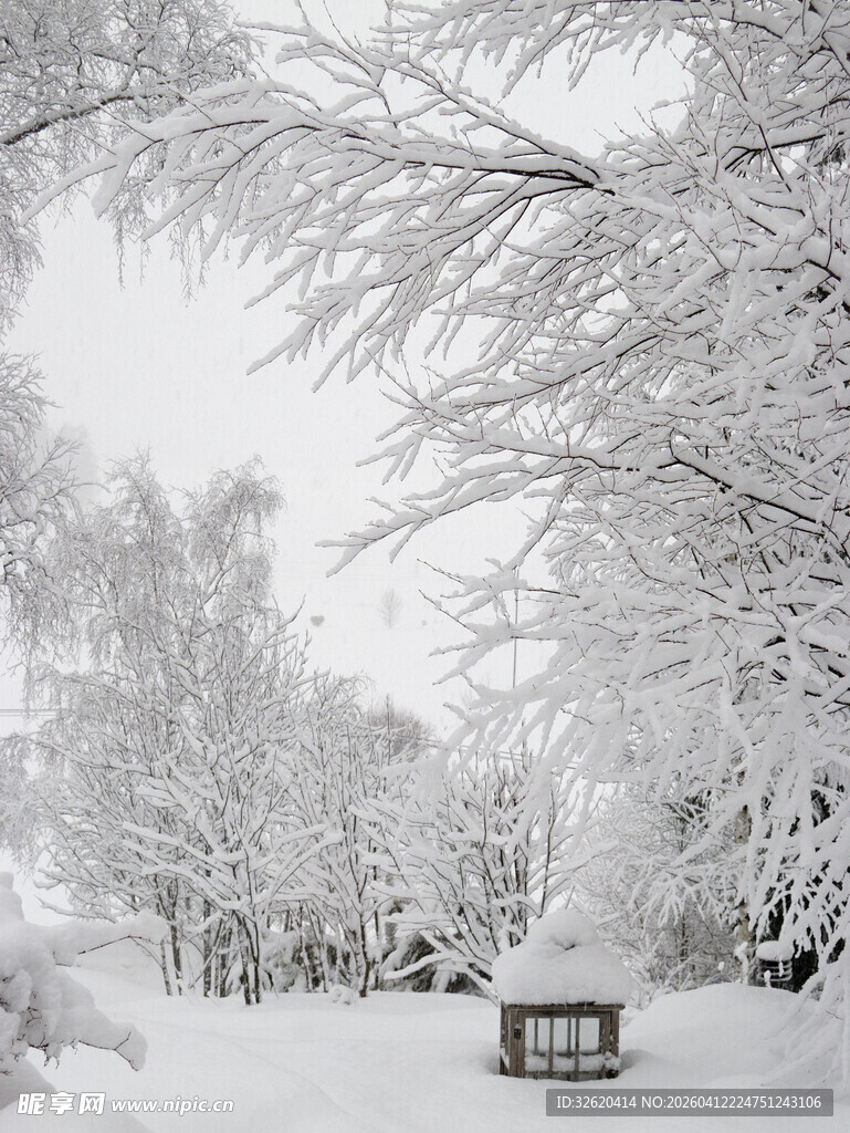 雪覆树林