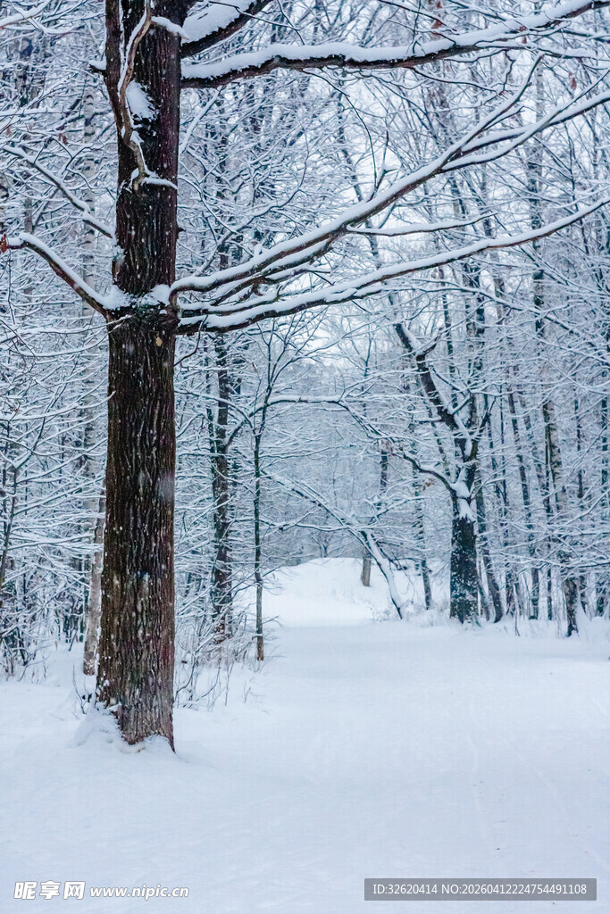 冬日雪林静谧景象