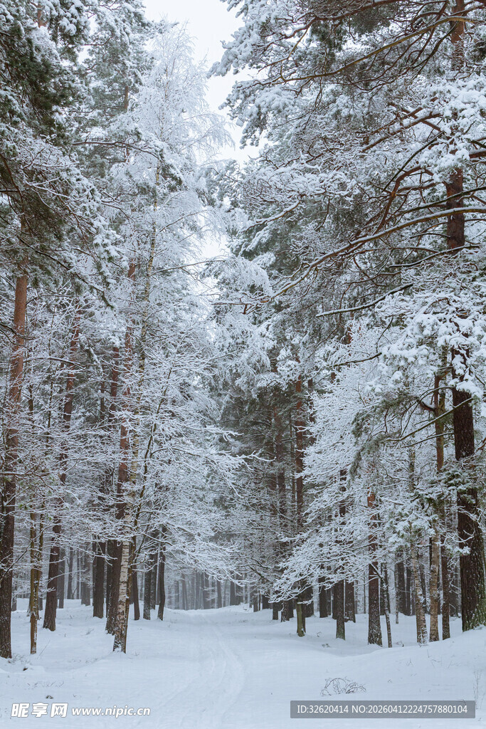 冬日雪覆森林美景