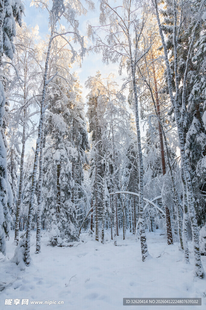 冬日雪景中的静谧森林
