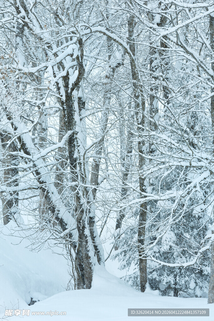 冬日雪覆树林美景