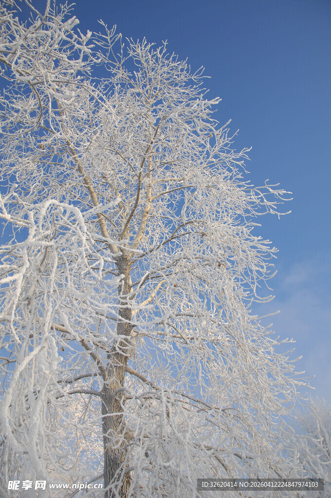 冬日雾凇树景
