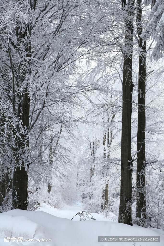 冬日雪林景观