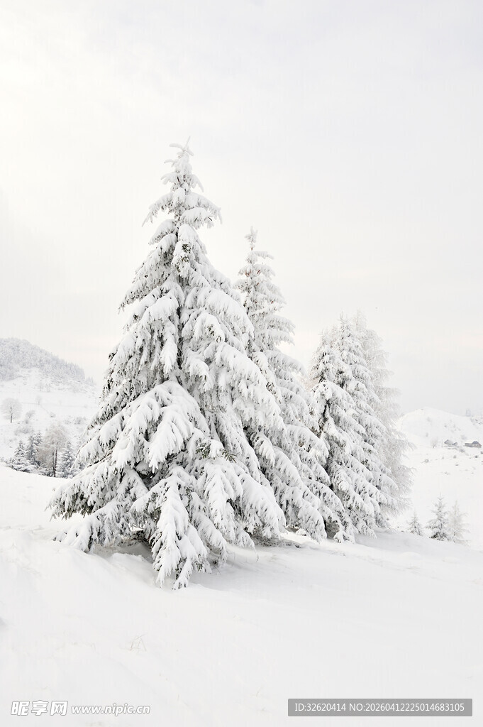 冬日雪景中的银白松树林