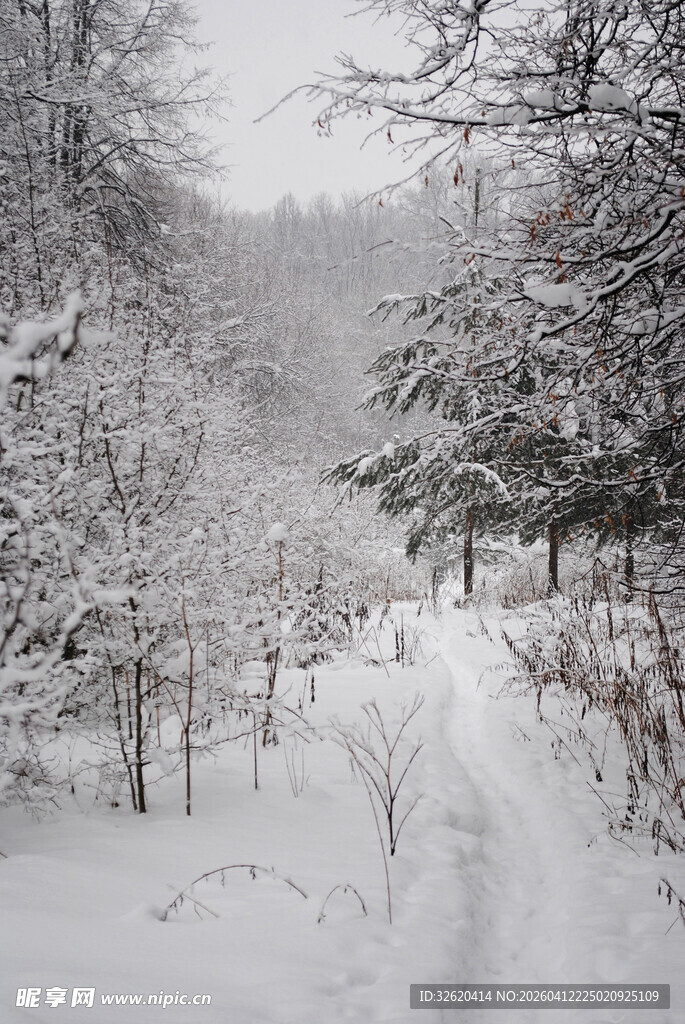 冬日雪林小径