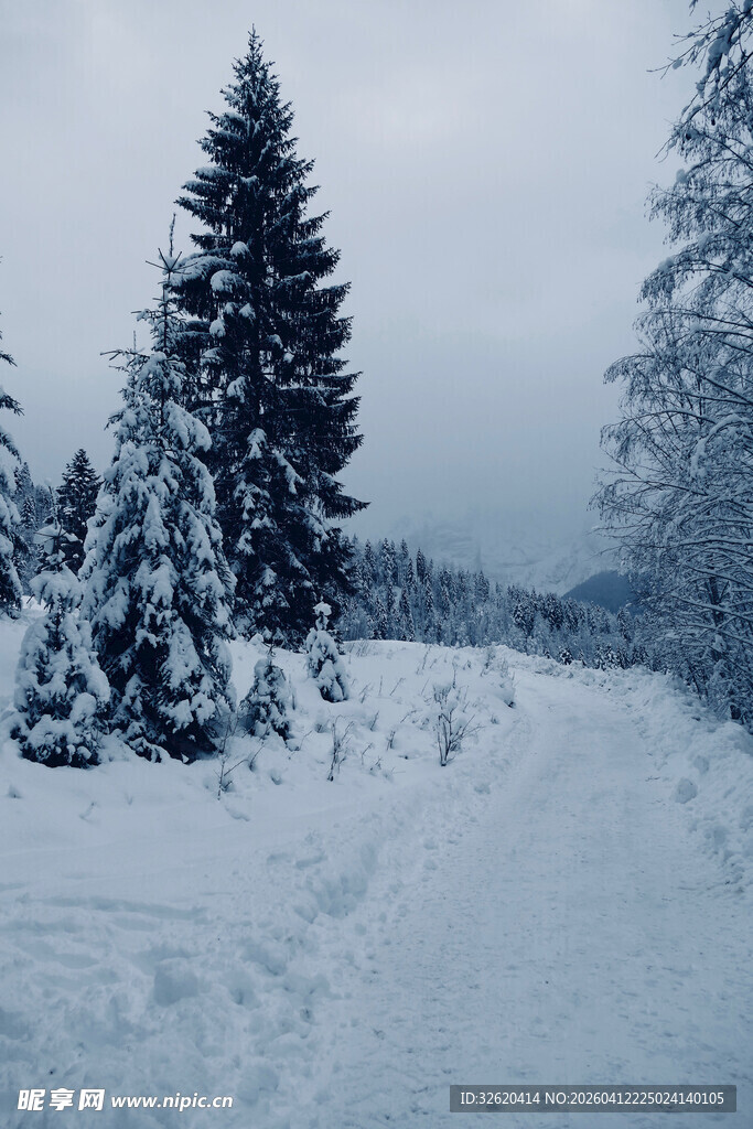 冬日雪景中的林间雪路